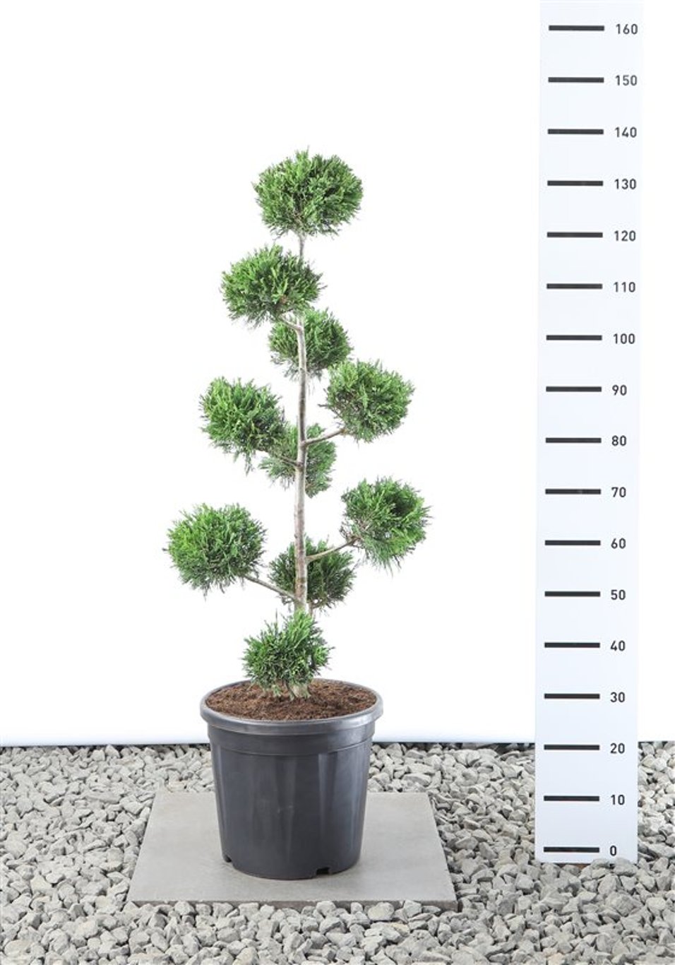 Cupressocyparis leylandii - 80-100 CM PonPon Cont.